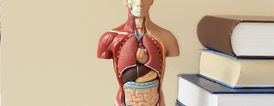 Anatomy of the body with books